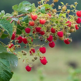 Crimson Blush Raspberry